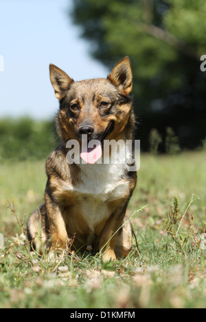 Hund schwedischer Wallhund Vastgotaspets Erwachsenen sitzen auf der Wiese Stockfoto