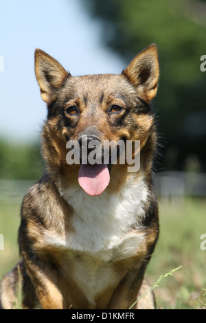 Hund schwedischer Wallhund Vastgotaspets Erwachsenen Porträt Stockfoto