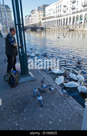 Mann, die Fütterung Schwäne auf der Alster am Jungfernstieg in Hamburg, Deutschland Stockfoto