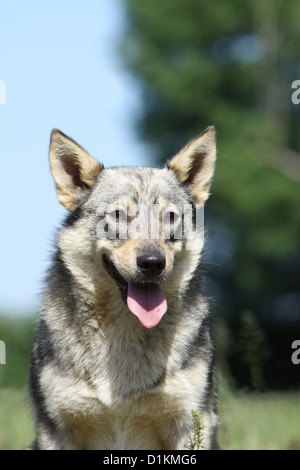 Hund schwedischer Wallhund Vastgotaspets Erwachsenen Porträt Stockfoto