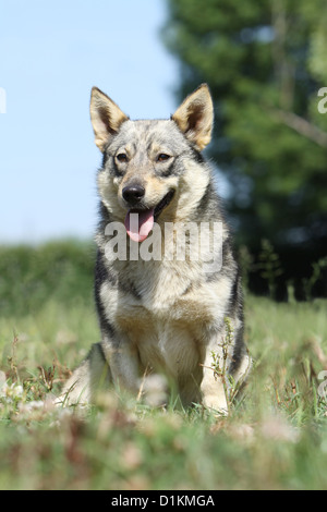 Hund schwedischer Wallhund Vastgotaspets Erwachsenen sitzen auf der Wiese Stockfoto