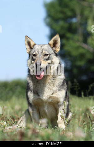 Hund schwedischer Wallhund Vastgotaspets Erwachsenen sitzen auf der Wiese Stockfoto