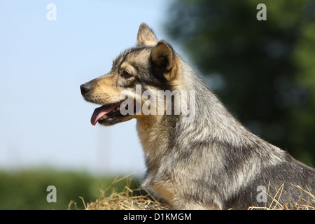 Hund schwedischer Wallhund Vastgotaspets Welpen Porträt Profil Stockfoto