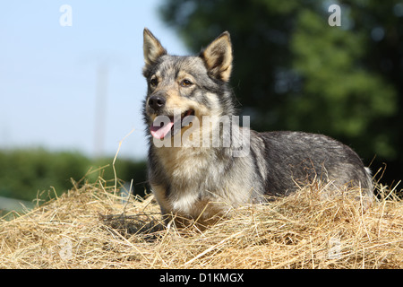 Hund schwedischer Wallhund Vastgotaspets Erwachsenen liegen im Stroh Stockfoto