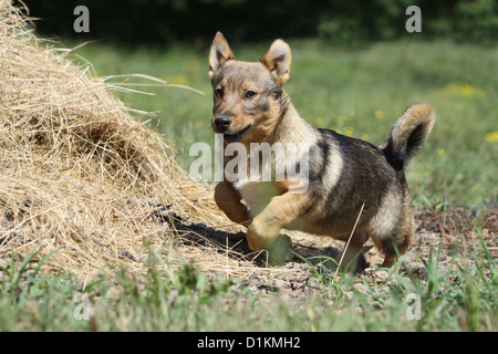 Hund schwedischer Wallhund Vastgotaspets Welpen laufen Stockfoto