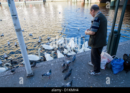 Mann, die Fütterung Schwäne auf der Alster am Jungfernstieg in Hamburg, Deutschland Stockfoto