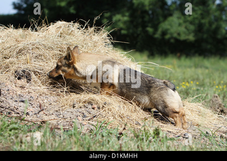 Hund schwedischer Wallhund Vastgotaspets Welpen einen Geruch riechen Stockfoto