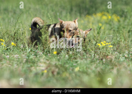 Schwedischer Wallhund Vastgotaspets zwei Welpen auf einer Wiese spielen Hund Stockfoto