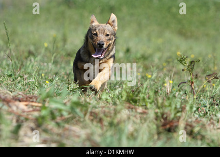 Hund schwedischer Wallhund Vastgotaspets Welpen laufen Stockfoto