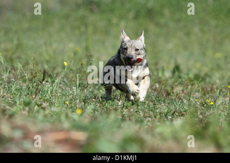 Hund schwedischer Wallhund Vastgotaspets Welpen laufen Stockfoto