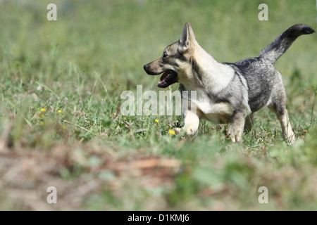 Hund schwedischer Wallhund Vastgotaspets Welpen laufen Stockfoto