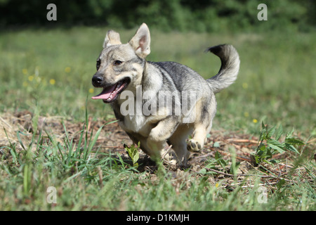 Hund schwedischer Wallhund Vastgotaspets Welpen laufen Stockfoto