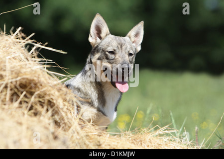 Hund schwedischer Wallhund Vastgotaspets Welpen Porträt Stockfoto