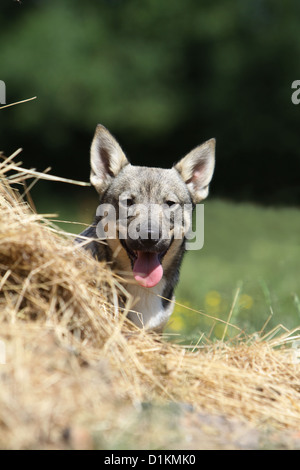 Hund schwedischer Wallhund Vastgotaspets Welpen Porträt Stockfoto