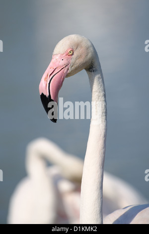 Porträt einer Rosaflamingo (Phoenicopterus Roseus) mit einem anderen im Hintergrund, Camargue, Frankreich. Stockfoto