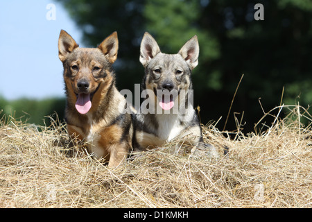 Hund schwedischer Wallhund Vastgotaspets zwei Welpen sitzen im Stroh Stockfoto