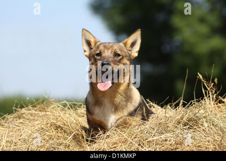 Hund schwedischer Wallhund Vastgotaspets Welpen sitzen im Stroh Stockfoto