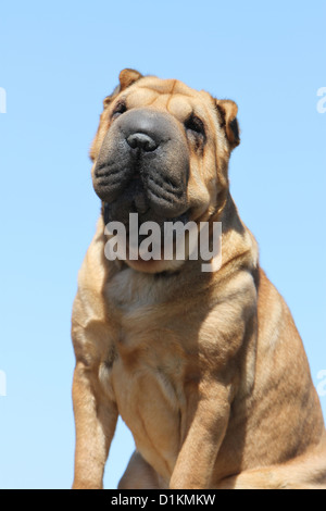 Shar-pei Erwachsenen Porträt Gesicht Fawn Sable Hund Stockfoto