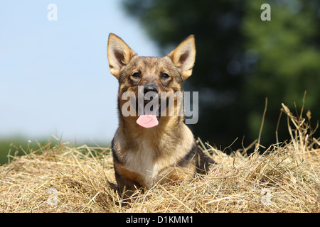 Hund schwedischer Wallhund Vastgotaspets Welpen sitzen im Stroh Stockfoto