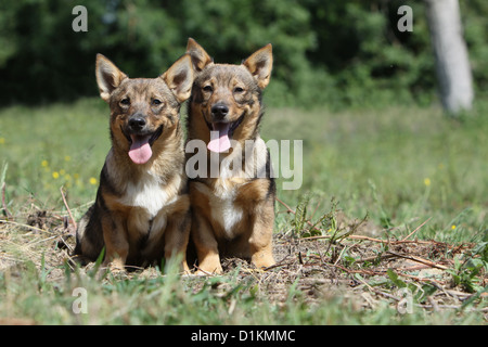 Schwedischer Wallhund Vastgotaspets zwei Welpen sitzen auf einer Wiese Hund Stockfoto