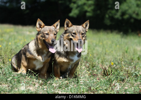 Schwedischer Wallhund Vastgotaspets Erwachsenen Hund und Welpen sitzen auf einer Wiese Stockfoto