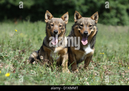 Schwedischer Wallhund Vastgotaspets Erwachsenen Hund und Welpen sitzen auf einer Wiese Stockfoto