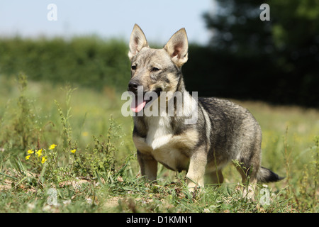 Hund schwedischer Wallhund Vastgotaspets Welpen stehen auf einer Wiese Stockfoto