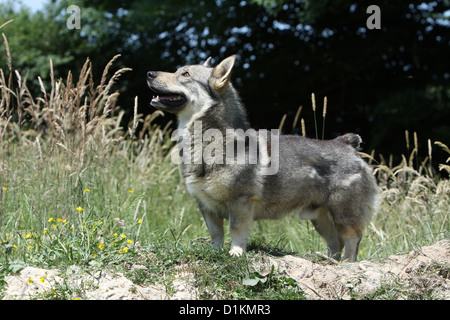 Hund schwedischer Wallhund Vastgotaspets Erwachsenen stehen standard-Profil Stockfoto