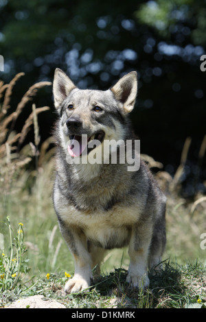 Hund schwedischer Wallhund Vastgotaspets Erwachsenen Porträt ansehen Stockfoto