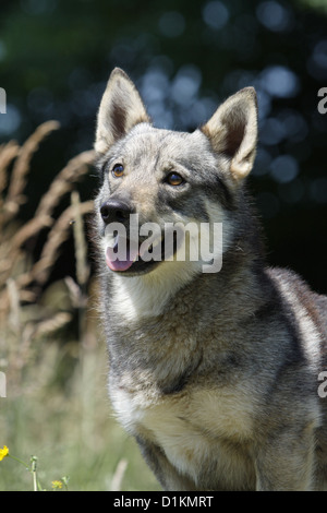 Hund schwedischer Wallhund Vastgotaspets Erwachsenen Porträt Stockfoto