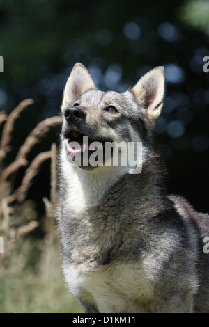 Hund schwedischer Wallhund Vastgotaspets Erwachsenen Porträt Stockfoto