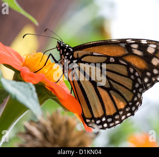 Monarch-Schmetterling hautnah. Stockfoto