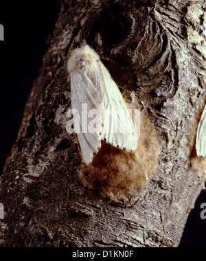 Schwammspinner (Lymantria dispar) (PORTHETRIA DISPAR) WEIBLICHE MOTTE zur EIMASSE auf Baum destruktiv auf Eiche und andere HARTHÖLZER Stockfoto
