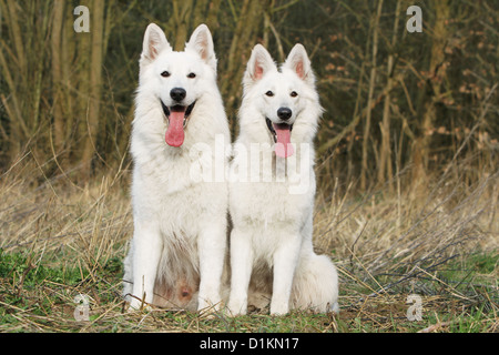 Weiße Schweizer Schäferhund / Hund Berger Blanc Suisse zwei Erwachsene sitzen Stockfoto