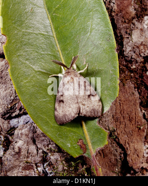 Schwammspinner (Lymantria dispar; PORTHETRIA DISPAR) männlichen AUF BLATT; destruktiv auf Eiche und andere HARTHÖLZER/STUDIO Stockfoto