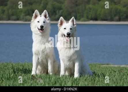 Weiße Schweizer Schäferhund / Hund Berger Blanc Suisse zwei Erwachsene sitzen Stockfoto