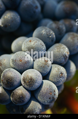 Tempranillo-Trauben-Nahaufnahme. Rioja Alavesa Wein Route. Alava. Baskisches Land. Spanien Stockfoto