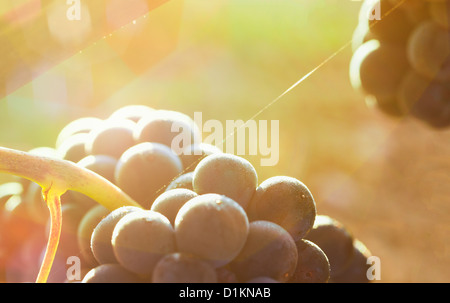 Wein mit reifen Trauben. Lanciego. Rioja Alavesa Wein Route. Alava. Baskisches Land. Spanien Stockfoto