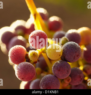 Grüne und reife Trauben. Rioja Alavesa Wein Route. Alava. Baskisches Land. Spanien Stockfoto