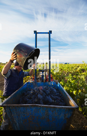 Ernte der Trauben Wein "Tempranillo". Lanciego. Rioja Alavesa Wein Route. Alava. Baskisches Land. Spanien Stockfoto