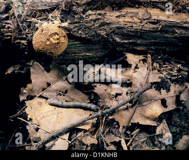 Große AHORN SPANWORM (PROCHOERODES TRANSVERSATA formal PROCHOERODES TRANSVERSATA) LARVE AUF DEN BLÄTTERN; MIMIKRY; WALD PEST; FEED auf AHORNBÄUMEN UND EICHEN Stockfoto