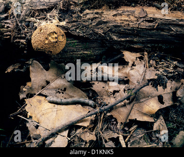 Große AHORN SPANWORM (PROCHOERODES LINEOLA FORMAL PROCHOERODES TRANSVERSATA) LARVE AUF DEN BLÄTTERN; MIMIKRY; WALD PEST; FEED auf AHORNBÄUMEN UND EICHEN Stockfoto