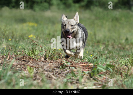 Hund schwedischer Wallhund Vastgotaspets Welpen laufen Stockfoto