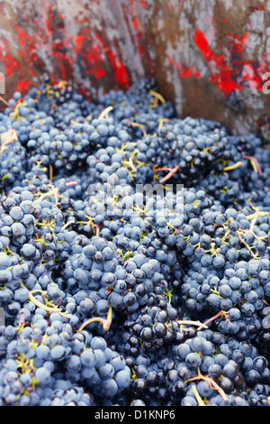 Ernte der Trauben Wein "Tempranillo". Lanciego. Rioja Alavesa Wein Route. Alava. Baskisches Land. Spanien Stockfoto