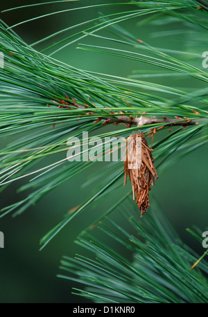 Beutel DER IMMERGRÜNEN BAGWORM (THYRIDOPTERYX EPHEMERAEFORMIS) Pest von Zierbäumen und -sträuchern LITITZ, PA Stockfoto