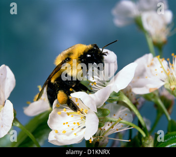 Hummel (BOMBUS FERVIDUS) Erwachsene auf die Cherry Blossom; sterile weibliche Arbeiter mit Pollen Warenkorb auf HIND TIBIA Stockfoto