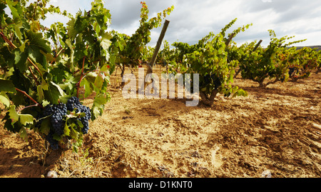 Reihen von Reben im Weinberg. Lanciego. Rioja Alavesa Wein Route. Alava. Baskisches Land. Spanien Stockfoto