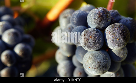 Tempranillo-Trauben-Nahaufnahme. Rioja Alavesa Wein Route. Alava. Baskisches Land. Spanien Stockfoto