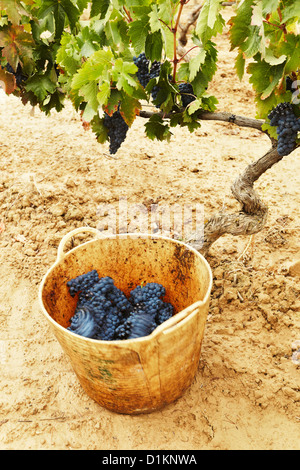 Die Ernte der Weintrauben. Lanciego. Rioja Alavesa Wein Route. Alava. Baskisches Land. Spanien Stockfoto