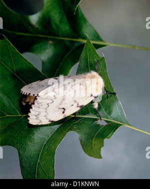 Schwammspinner (Lymantria dispar; PORTHETRIA DISPAR) erwachsenen Weibchen auf EICHENBLATT; destruktiv auf Eiche und andere HARTHÖLZER/STUDIO Stockfoto